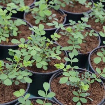 Róże okrywowe (tu odmiana 'Drift Red') - nowość w tegorocznej wiosennej produkcji